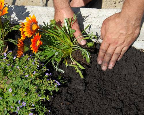 Complete Care for Your Landscape