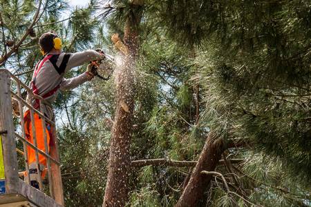Tree Services